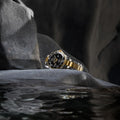 HydroConquest Ceramic Bezel Two-Tone 41mm - Black on Bracelet